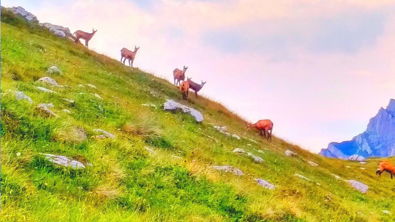 Apartments Durmitor Zabljak  Ngoại thất bức ảnh